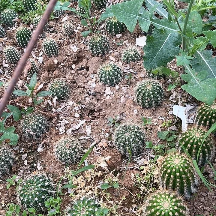 静****H黄卷卷毛花柱120的