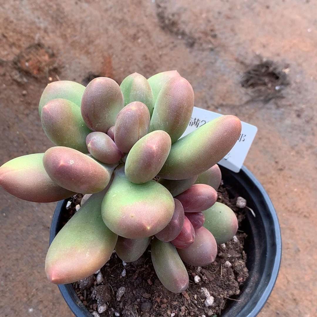 【闪购商品】云495号