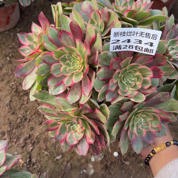 2434二号人。莲花座