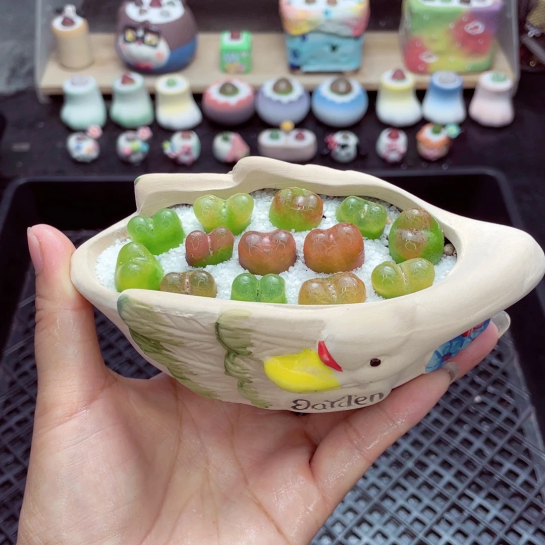 w3925盆微瑕 带盆土发货一物一拍