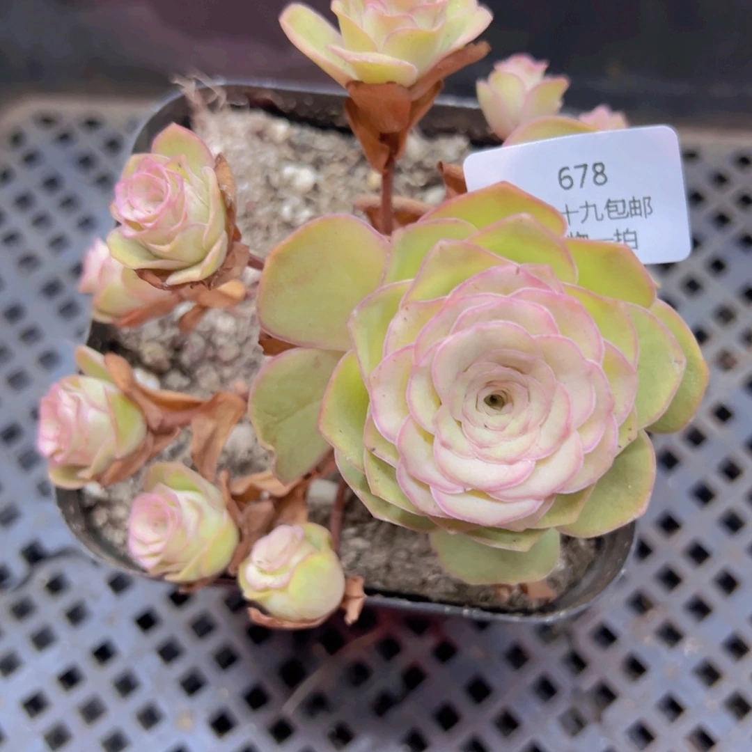 678 带盆土发货无售后