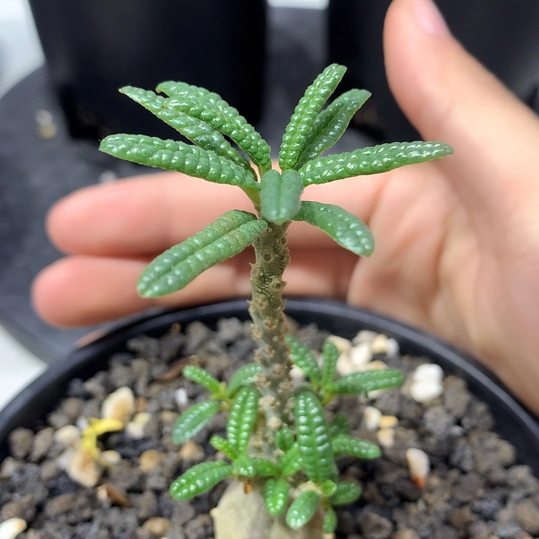 泡泡叶巨琉桑实生带盆