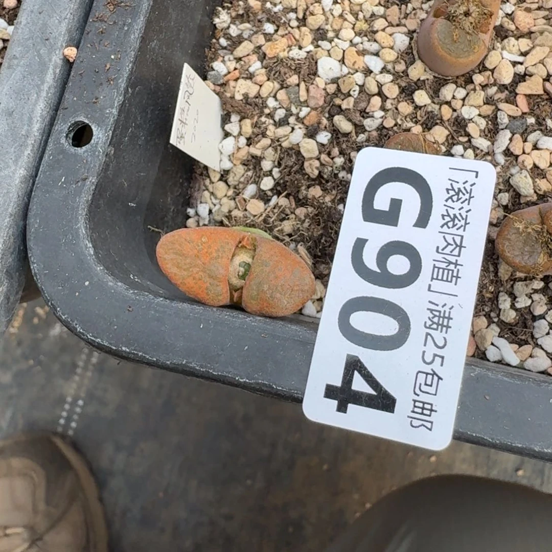 宇**-G904风铃杂交母本多肉