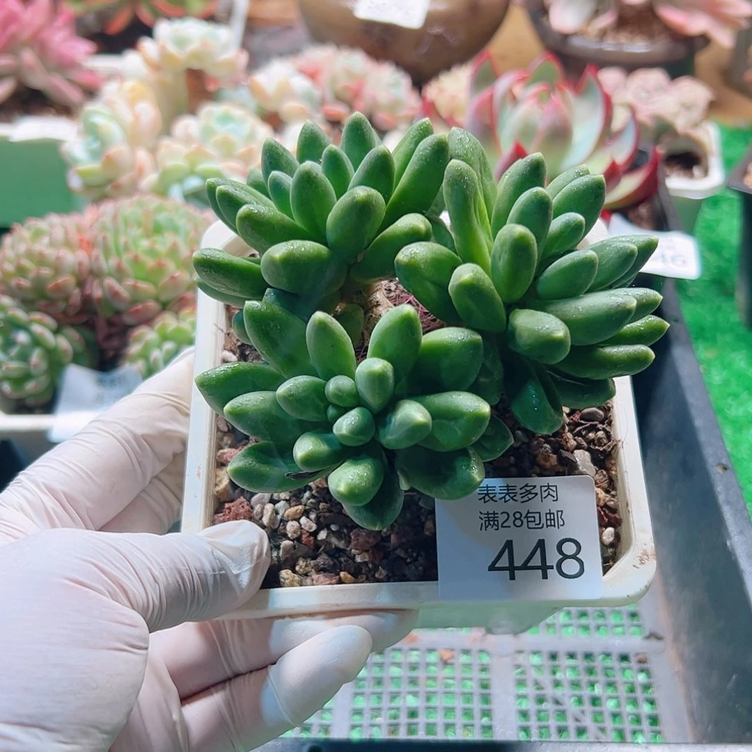 无花朵多肉＿物一拍448