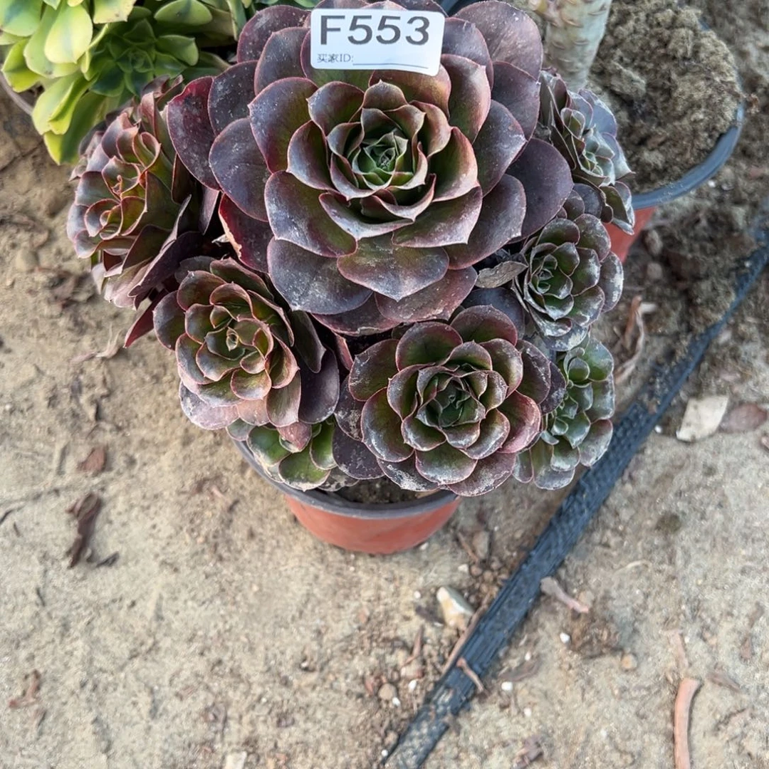 553玫金玫瑰多肉植物法师