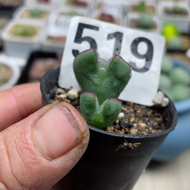 519少将群带盆l l