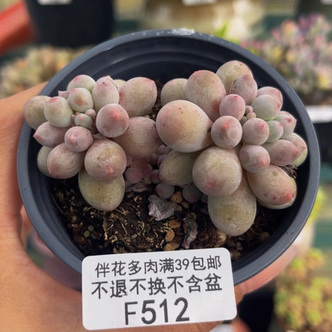 512-香水手指奶酪多肉6cm
