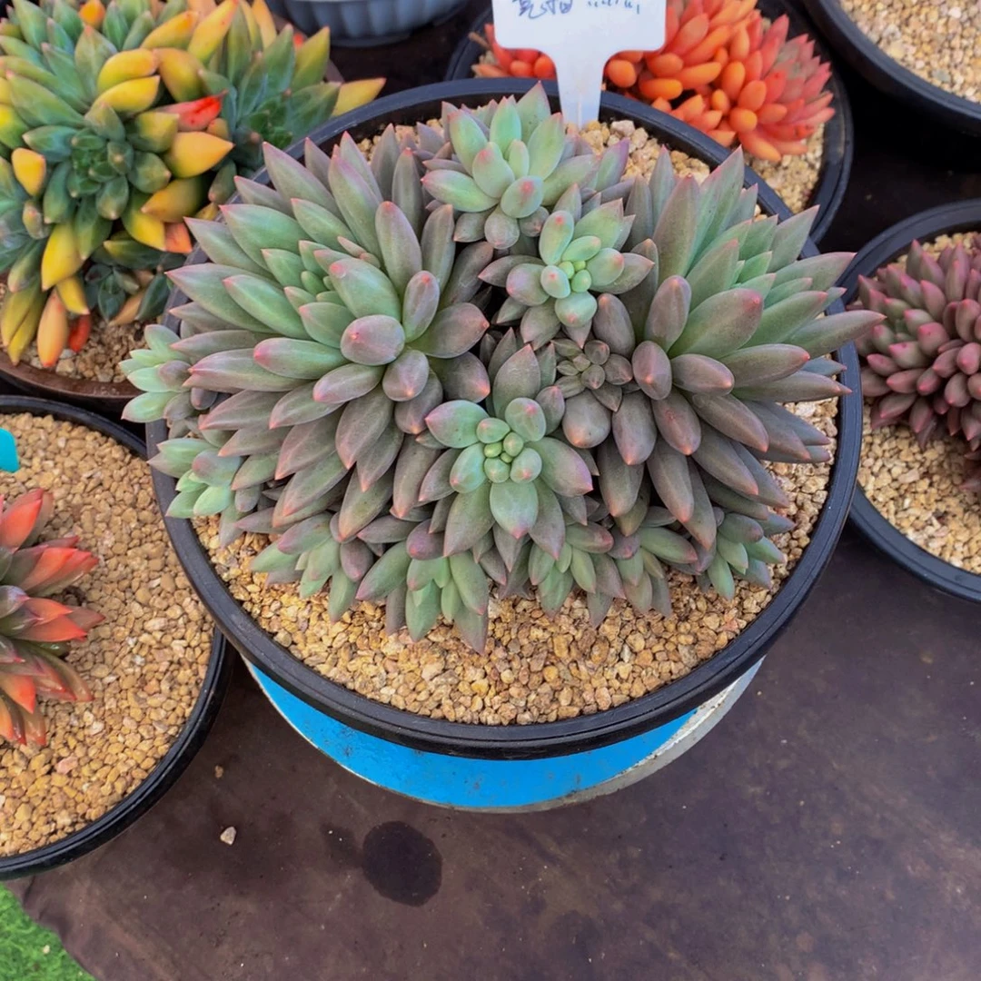 大群叠叶水晶球多肉美人植物