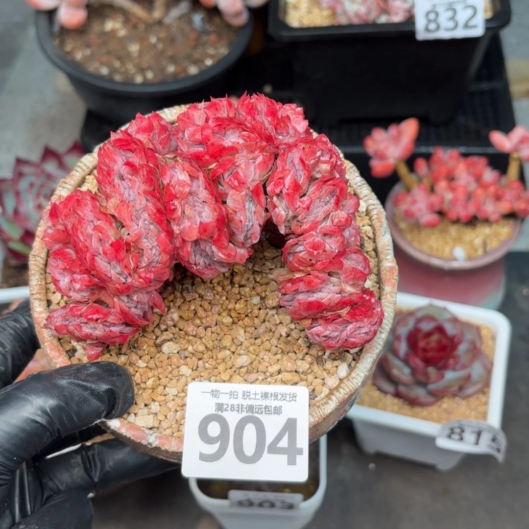 贝瑞缀化无盆土发货