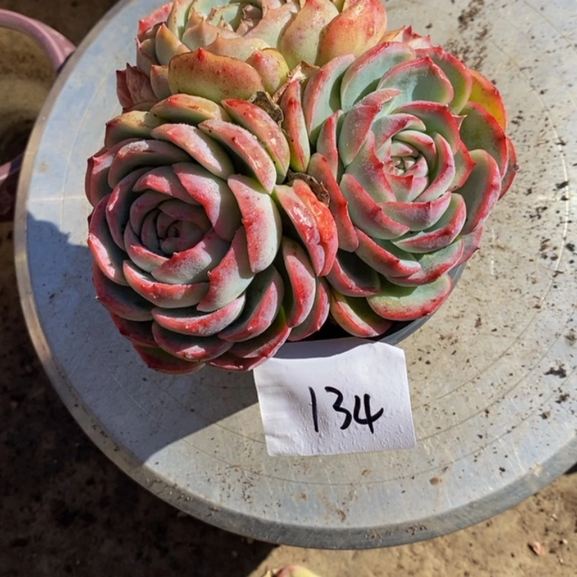 【闪购商品】风***过多肉植物的