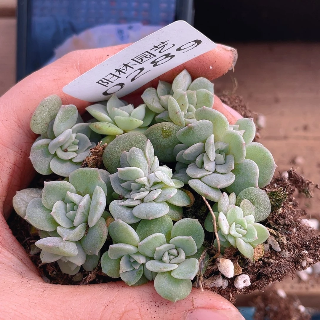 多肉植物多肉植物289