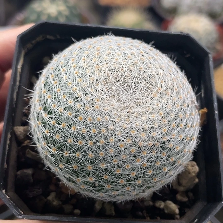 白绢实生仙人球