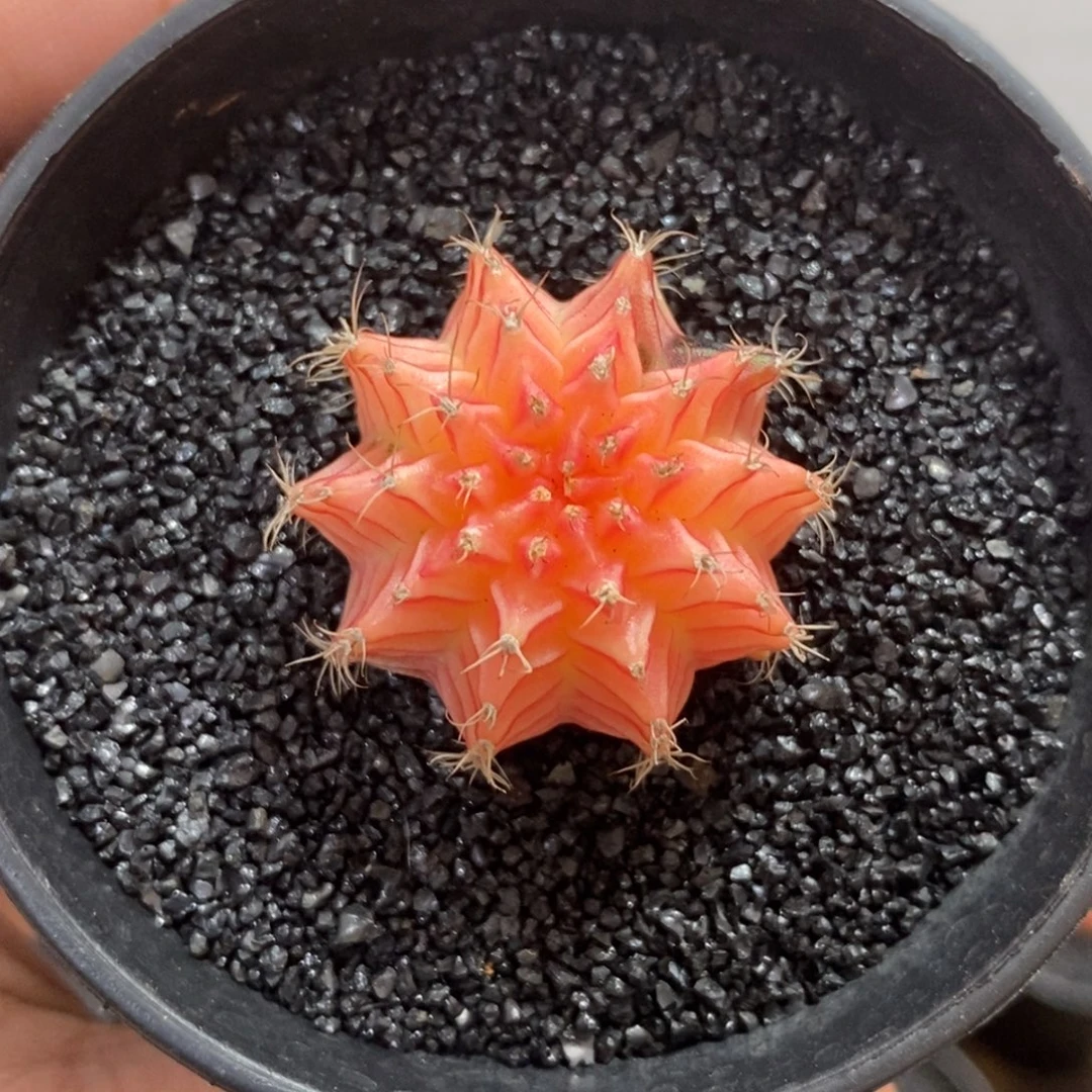 精品米哈—脱土发货34