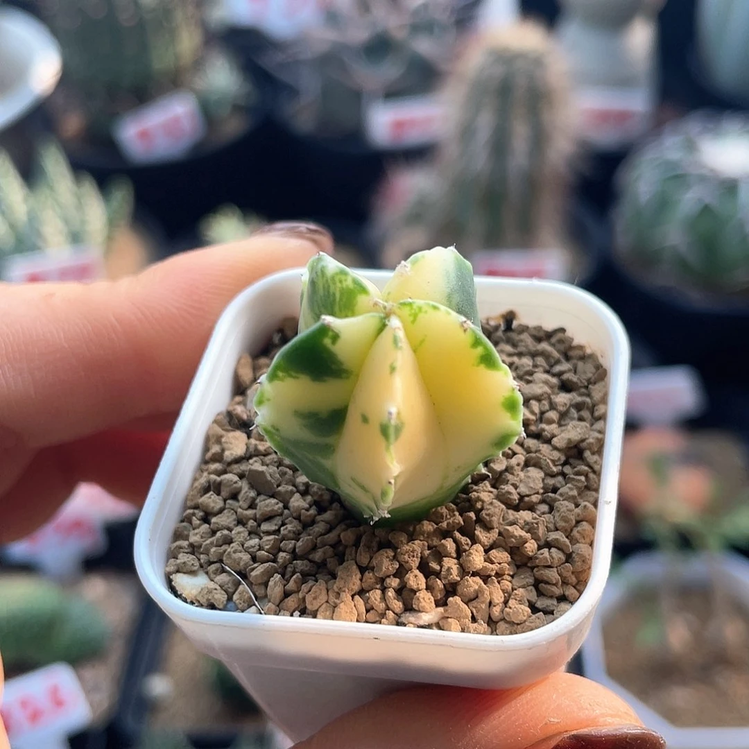 实生鸾凤玉锦仙人球多肉