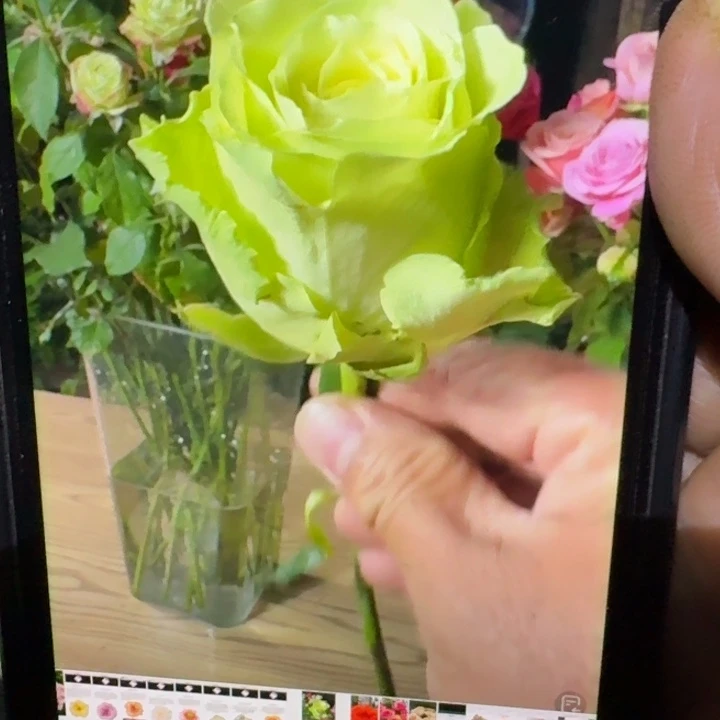 无花朵绿色一代小苗