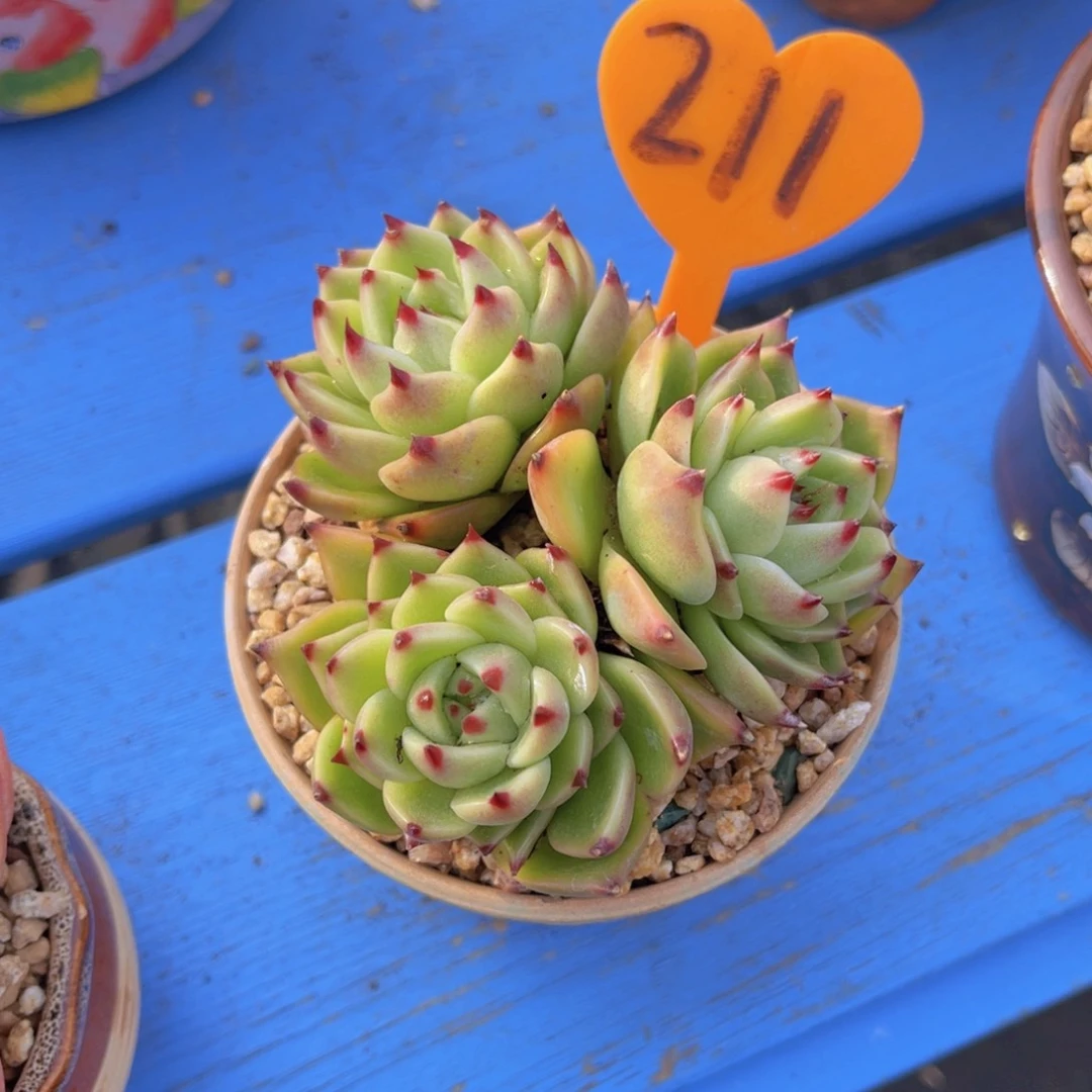 九*211号多肉植物一物一拍