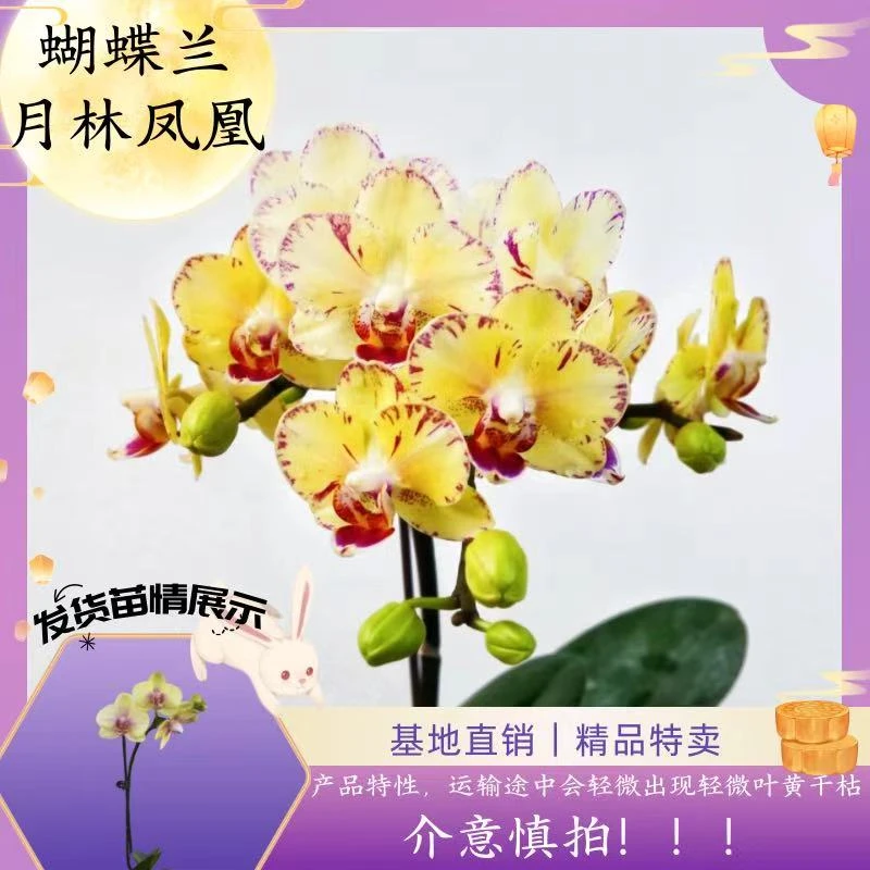 【蝴蝶兰 月林凤凰 不售后】拍一发二福利 中秋好礼 基地直销 室内