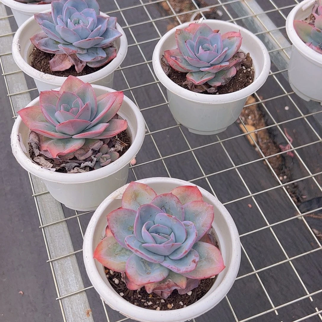 布鲁克林的蓝大单头精品