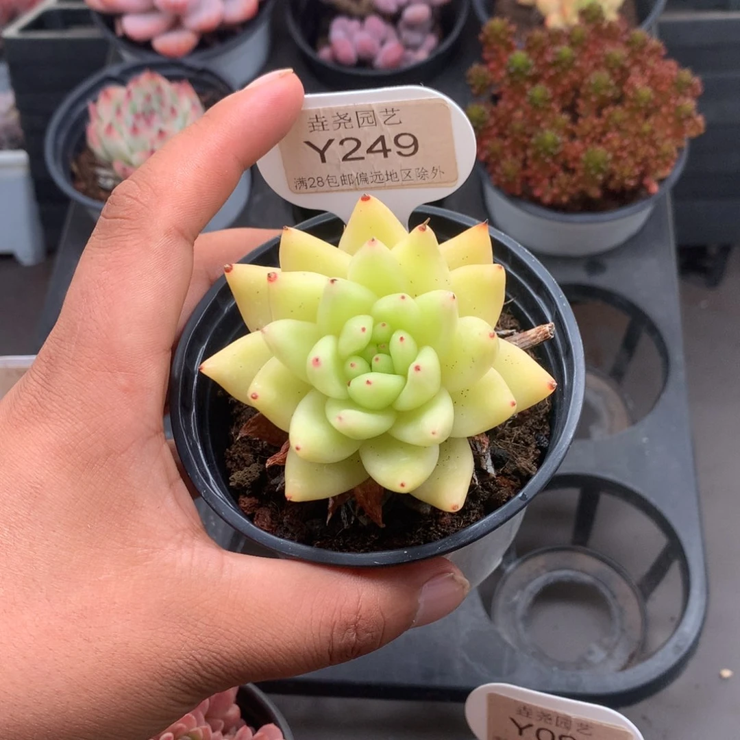 0249黄金玛利亚5.0厘米
