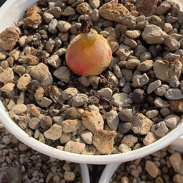 好****哦多肉哈灯阿巴阿巴