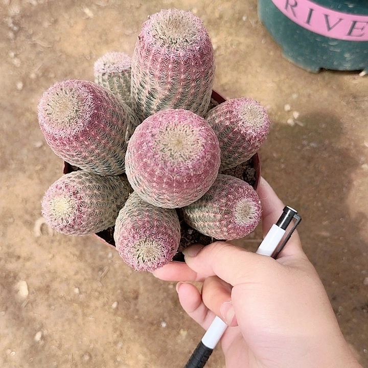 皮****生哈哈哈哈哈哈哈哈哈哈