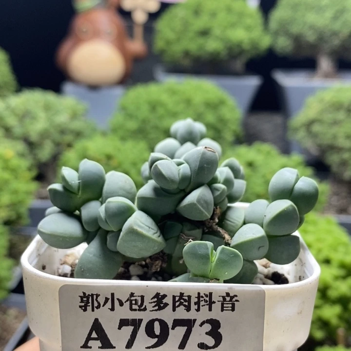 鹿角海棠7973枝干番杏