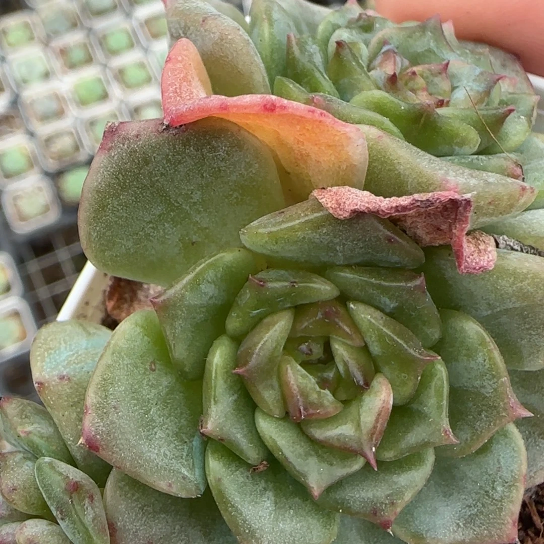 小卡拉米糖心一物一拍