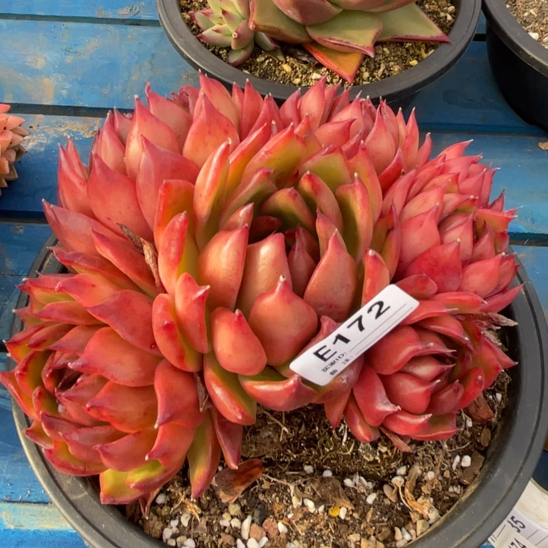 无花朵若如东云单拍E172