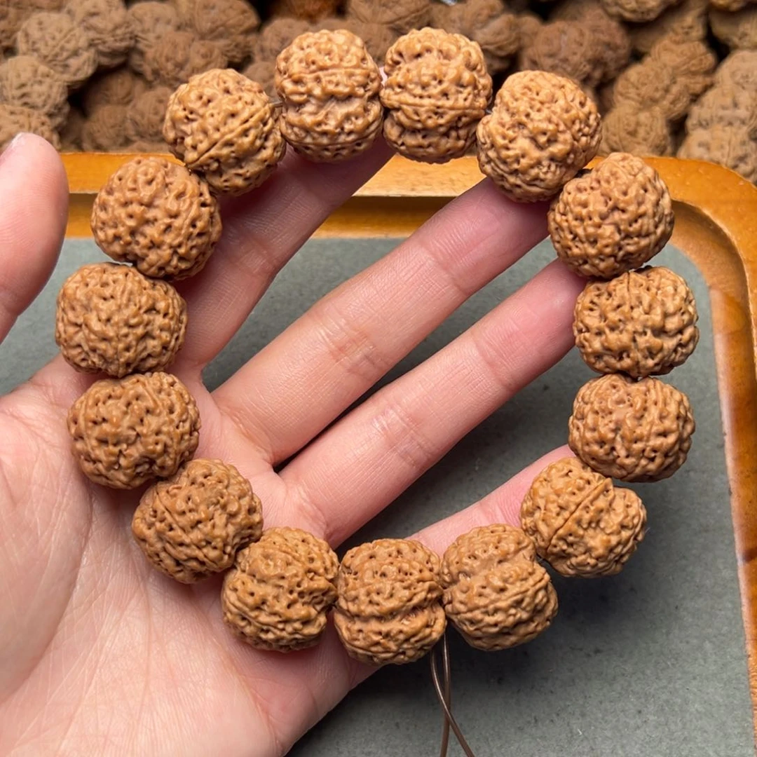 菩提20号金刚菩提安娜蜂王21