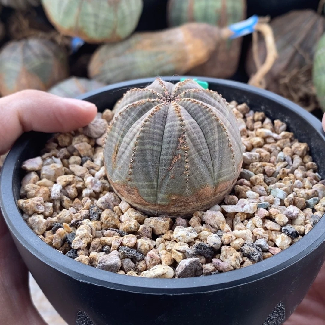 20 欧系实生布纹球多肉植物