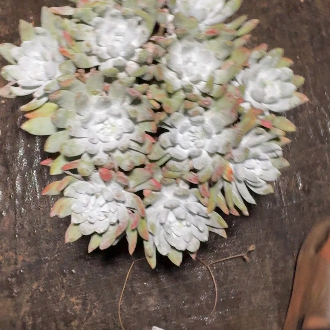 雨***相仙女杯多肉植物杂交