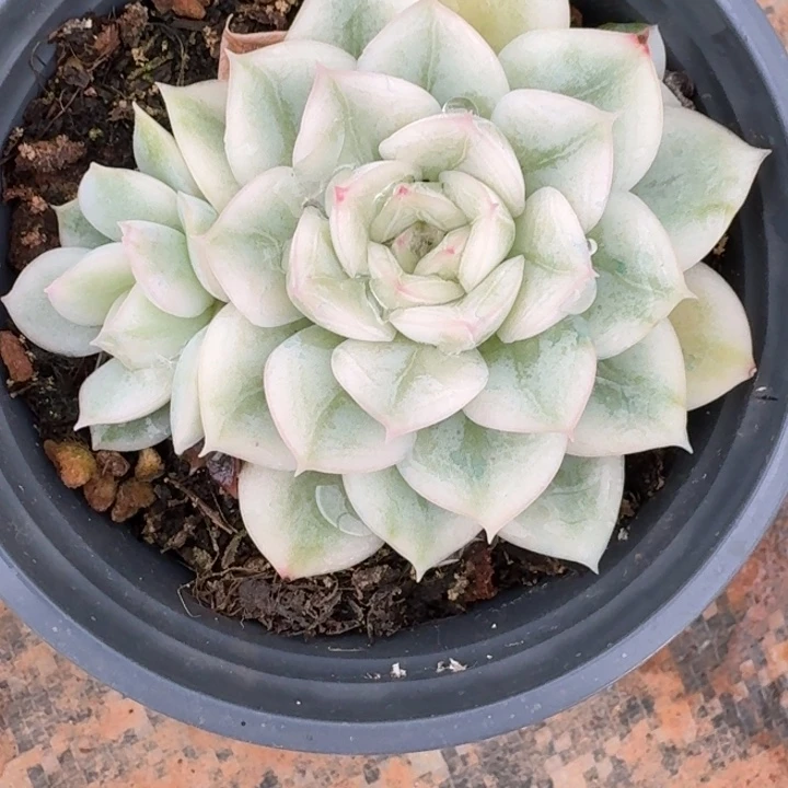 月亮仙子群生一物一拍