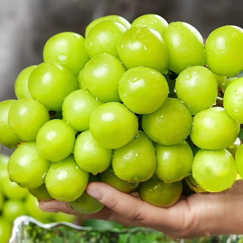 【新鲜采摘】阳光玫瑰葡萄爆甜晴王无籽葡萄清脆香青提新鲜果园直发