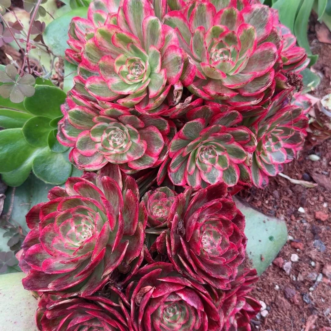 农**肥云荷嫁接自行生根