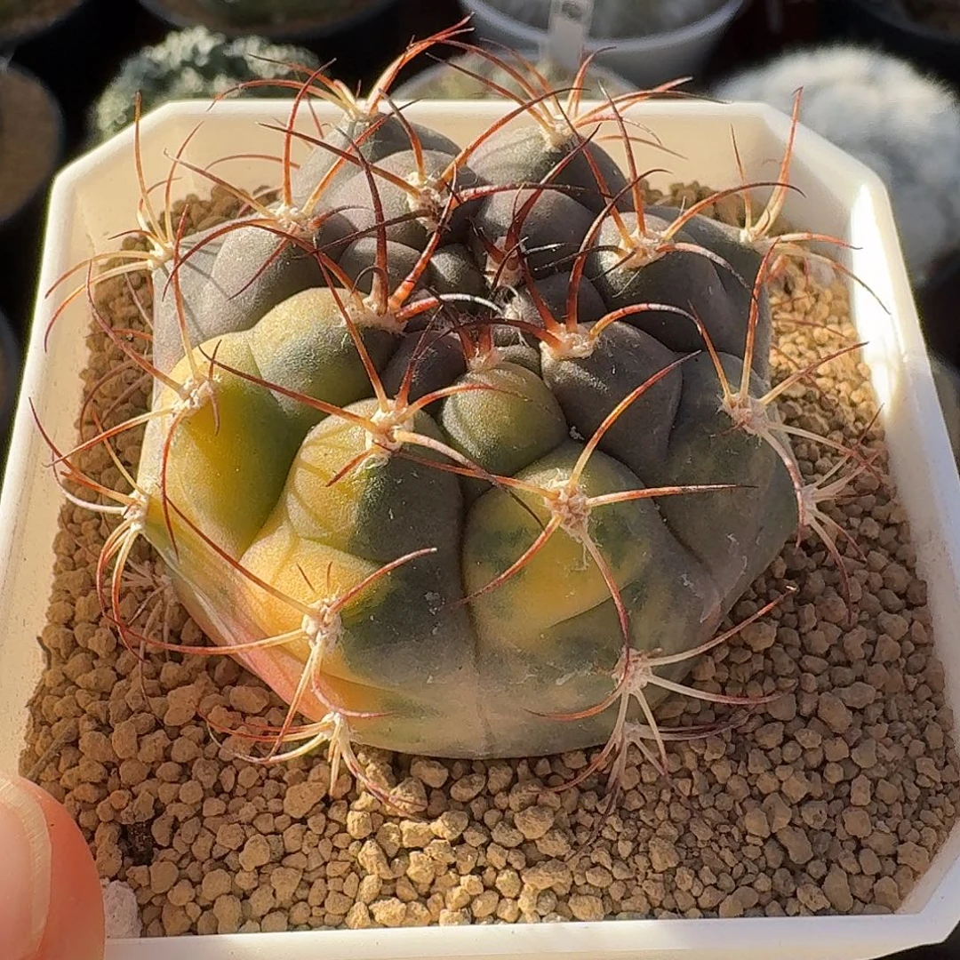 天紫玉锦仙人球123456