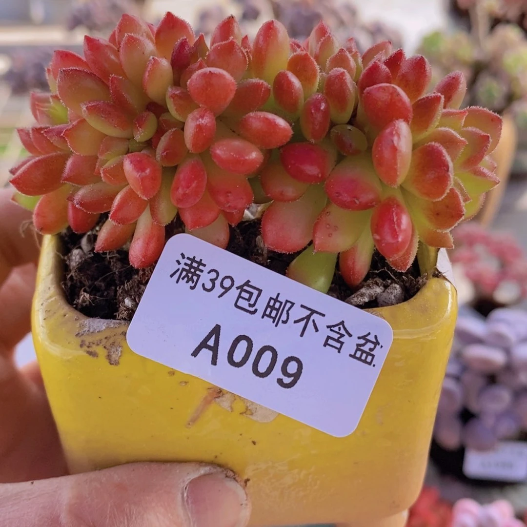 红唇缀6cm009多肉植物