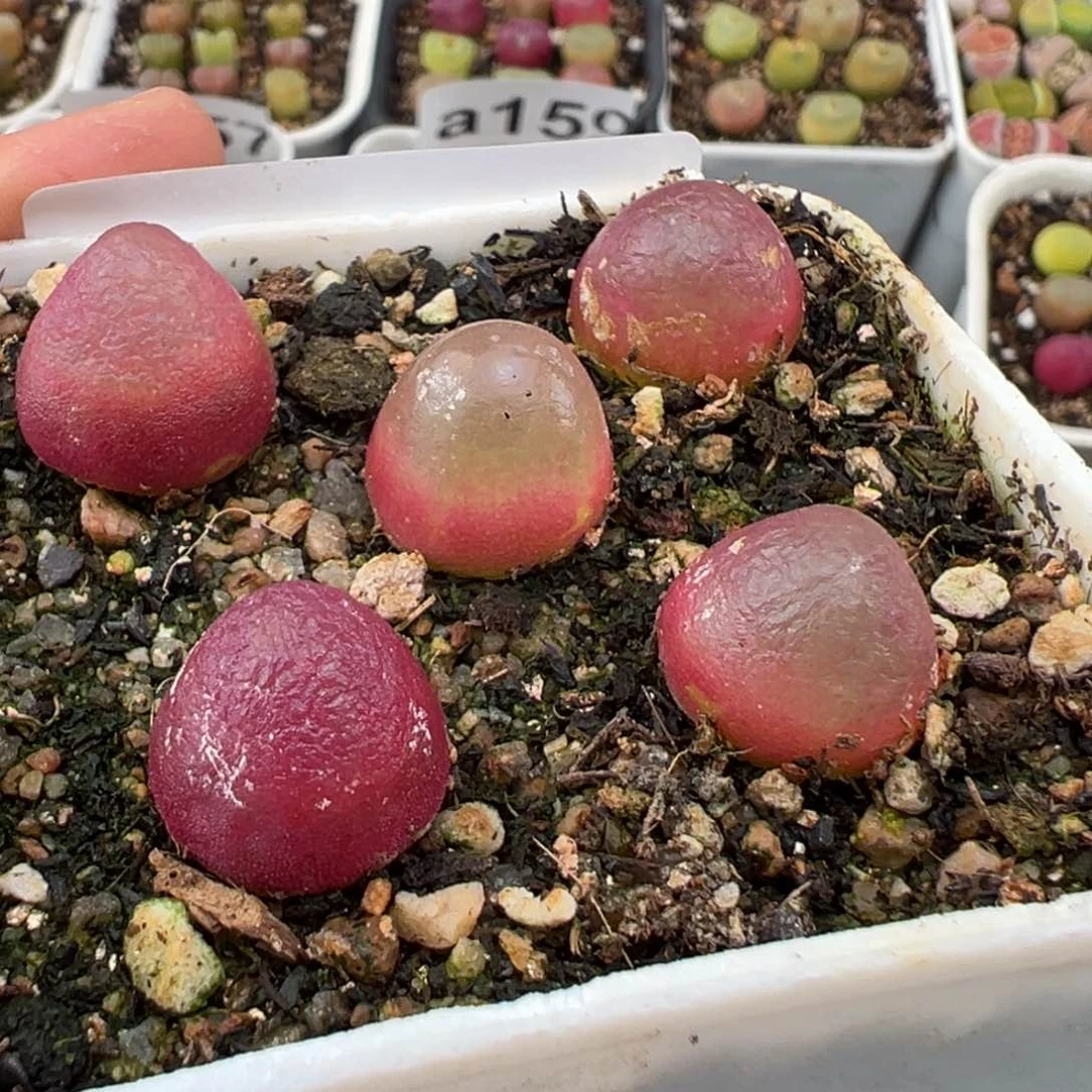 小***好灯泡5个2.3好看的多肉