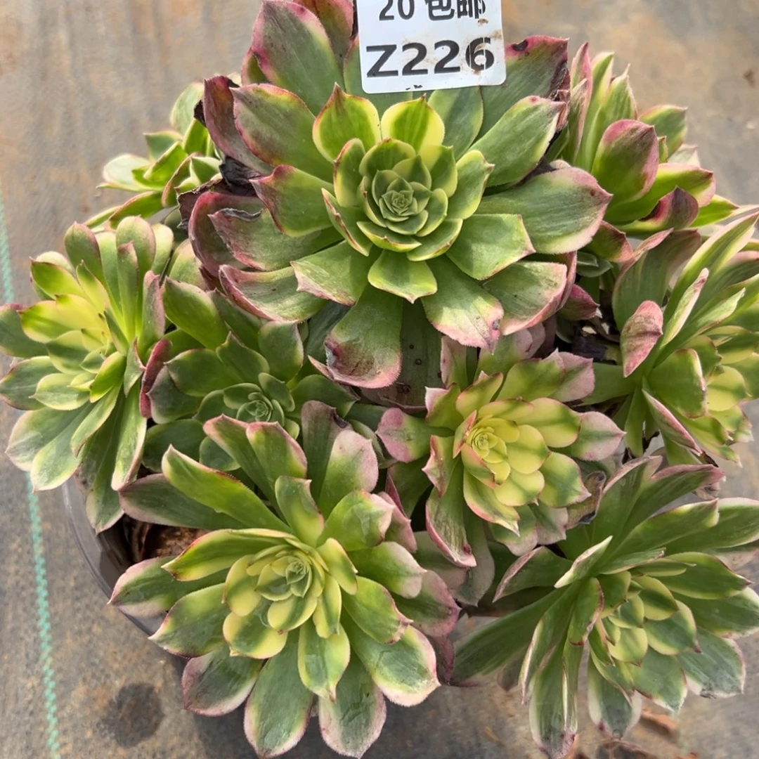 226海王，多肉法师