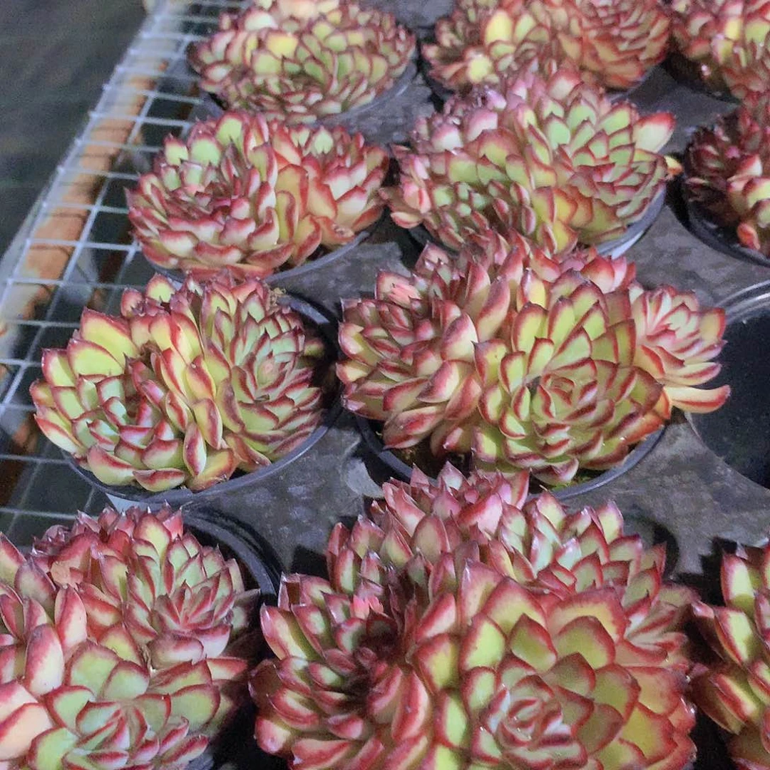 肉酱玫瑰3467899000000