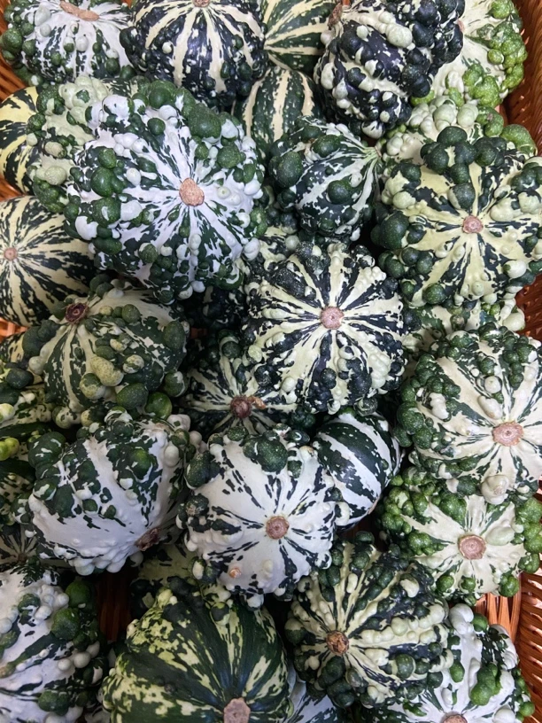 迷彩疙瘩葫芦1个 随机发货