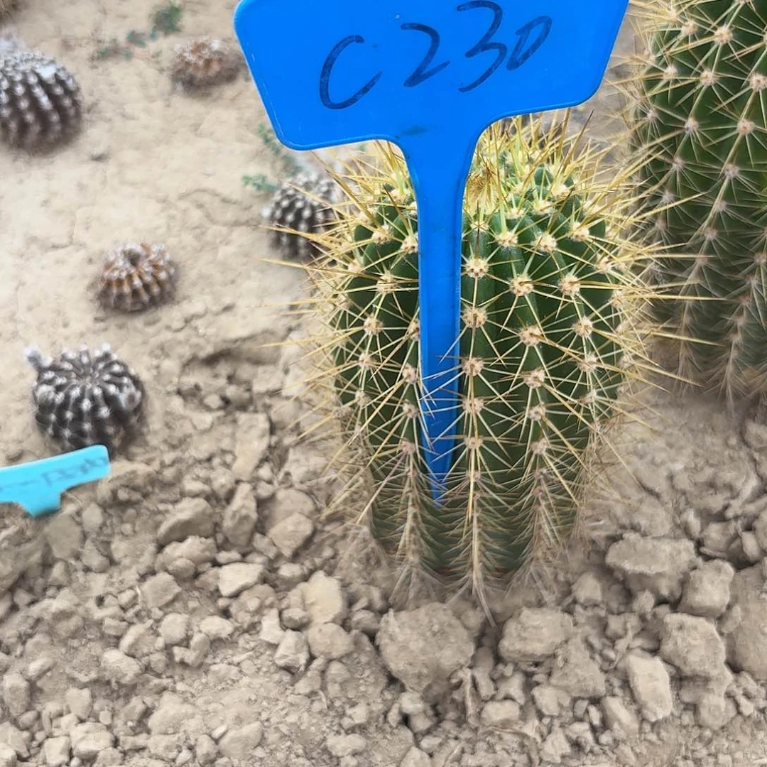 蹦***蹬C230,3-398瑕疵歪头