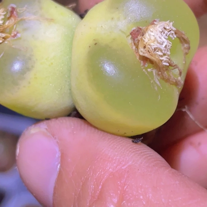 15888888888888885588888