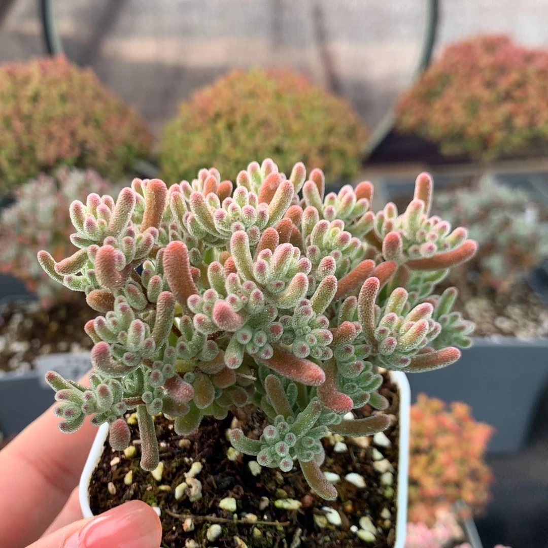 708冰橙冠幅8厘米