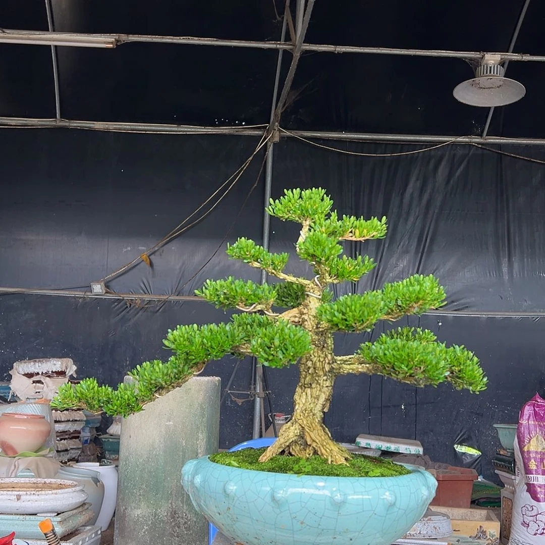 无花朵广东雀舌黄杨盆景