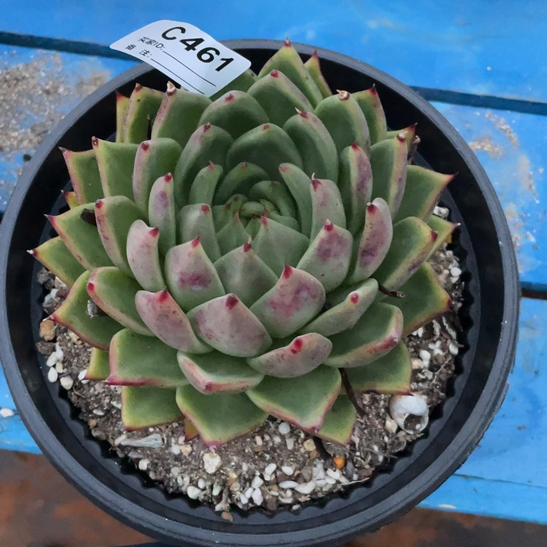 若如东云单拍C461