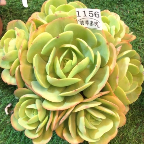 鸡蛋碧桃，1156，一物一拍