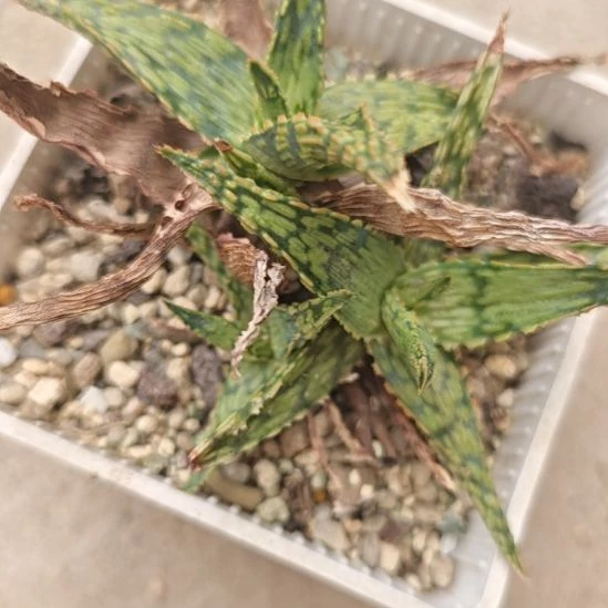 芦荟，控养干养，脱土发货
