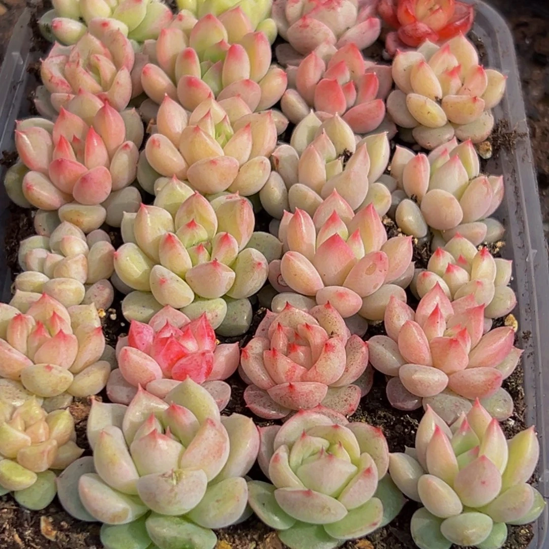 972多肉葡萄的味道真的是