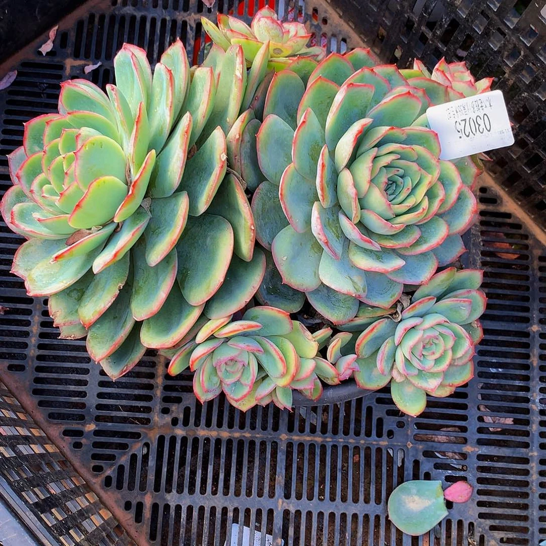 暮***雨    晨露多肉03025