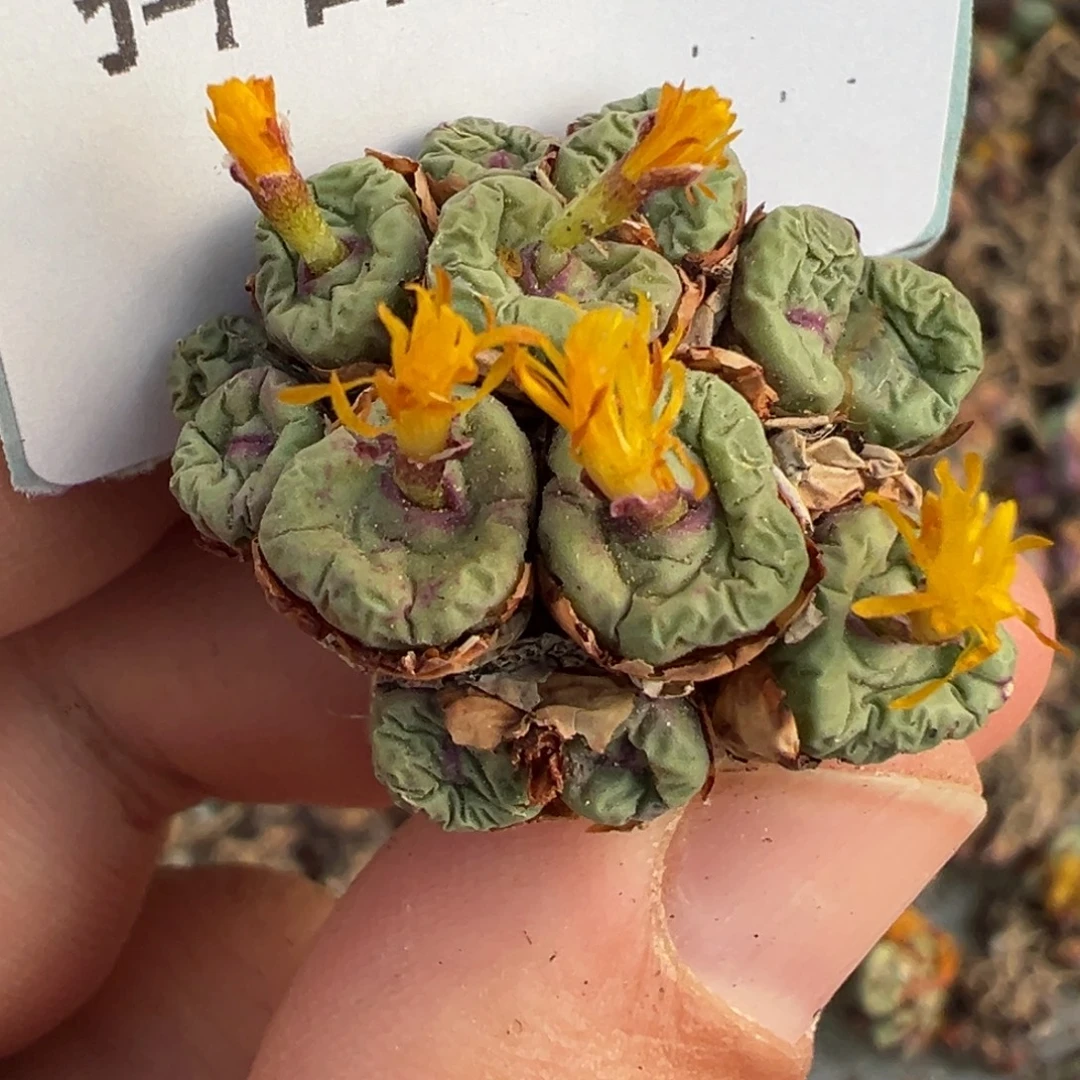 小***411-09肉锥多肉植物